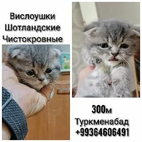 Шотландские вислоушки
