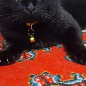 Вислоухий кот