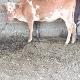 göleli sygyr