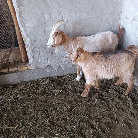 Owlakly geci we Cewiş