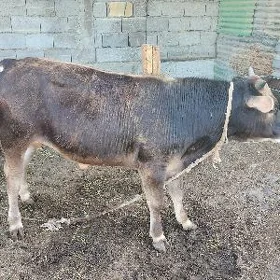 öküzçe