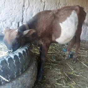 öküzçe