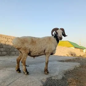 Goç
