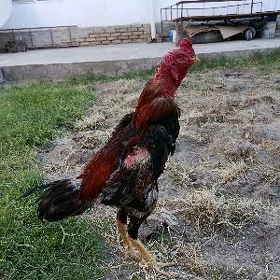 horaz