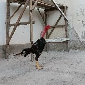 horaz