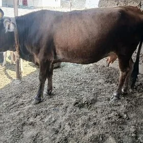 Bakylan sygyr