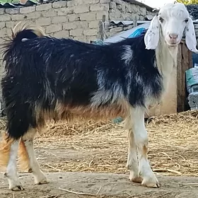 Pakistan