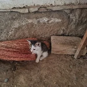 pisik çaga