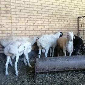 kockarlar