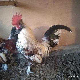 karlyk horaz