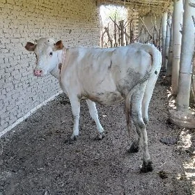 gulajyn gole