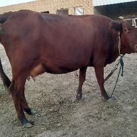 goleli sygyr