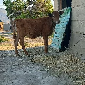 okuzce