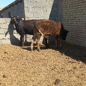 Okuzce