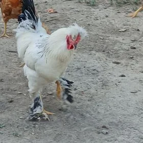 telpekli towuk