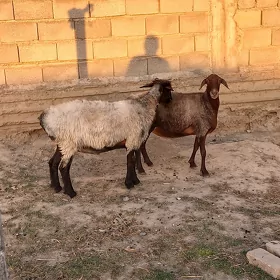 Gysyr goÿyn