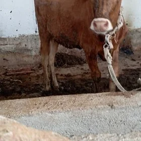 tüweler