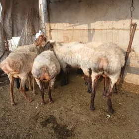 Goyun işşk mal