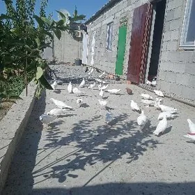 kepderi