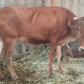 швет сыгыр ожакли