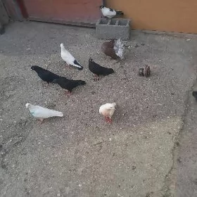 kepderi