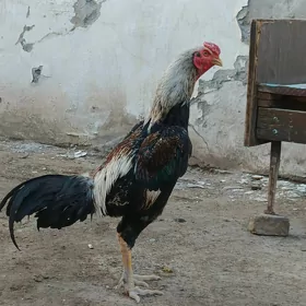 хораз