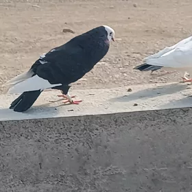 kepderi