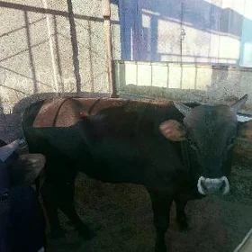öküz