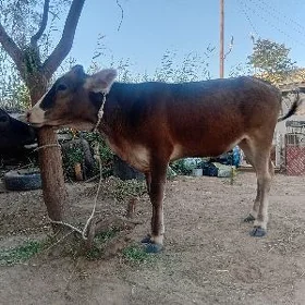tuwe