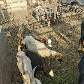 geçi goyun