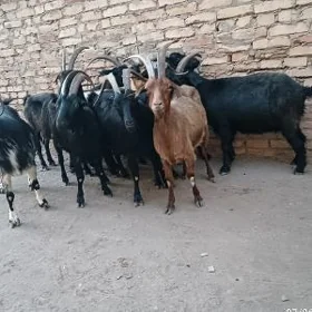 Semiz geçi