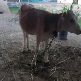 Göle geçi owlaklygeçi