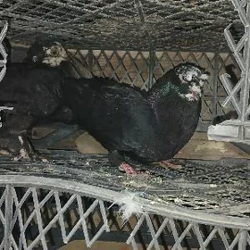 Kepderi
