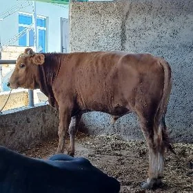 Arassa okuz