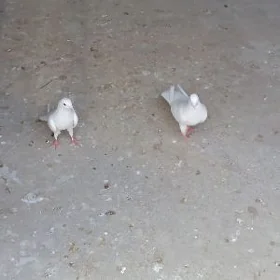 Satlyk kepderi
