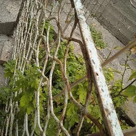 решётки
