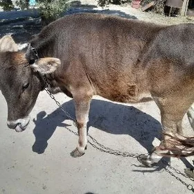 Göle