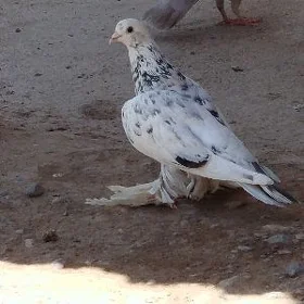kepderi