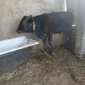 Okuzce
