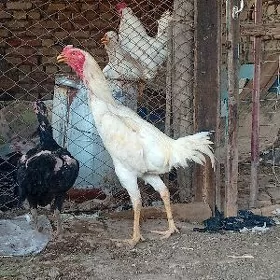 baysy horaz ide maki
