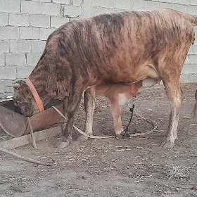 goleli sygyr