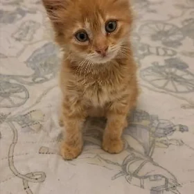 Котёнок
