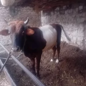 ökuz