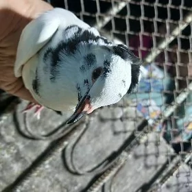 kepderi