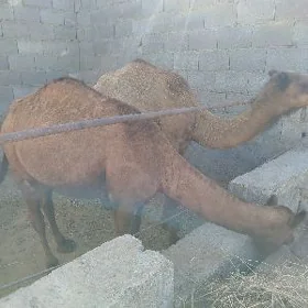 Ogşuk