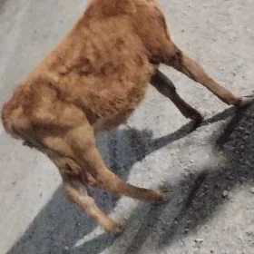 öküz