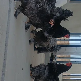 Brama towuk