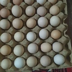 Sweži yumurtga