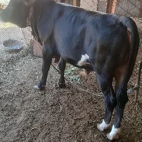 Ökůz