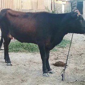 sygyr